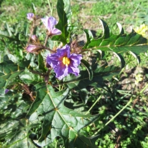 Solanum cinereum at Symonston, ACT - 6 Apr 2020