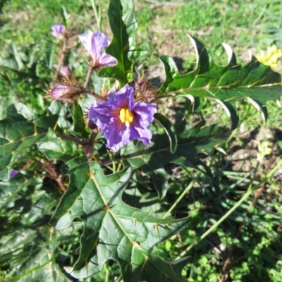 Solanum cinereum (Narrawa Burr) at Callum Brae - 5 Apr 2020 by SandraH
