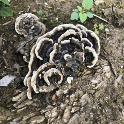 Trametes versicolor (Turkey Tail) at McDonald State Forest - 27 Mar 2020 by Tonifield