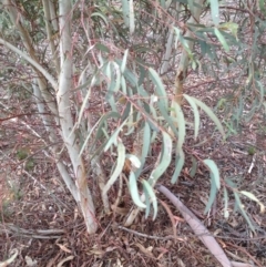 Eucalyptus mannifera (Brittle Gum) at Red Hill to Yarralumla Creek - 6 Apr 2020 by jennyt