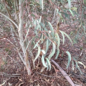 Eucalyptus mannifera at Hughes, ACT - 6 Apr 2020