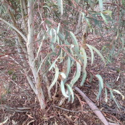 Eucalyptus mannifera (Brittle Gum) at Hughes Grassy Woodland - 6 Apr 2020 by jennyt