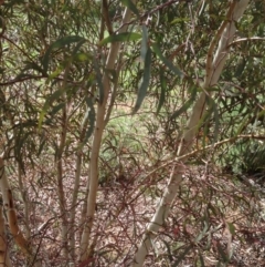 Eucalyptus mannifera at Hughes, ACT - 6 Apr 2020
