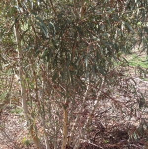 Eucalyptus mannifera at Hughes, ACT - 6 Apr 2020 12:02 PM