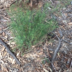 Cassinia quinquefaria (Rosemary Cassinia) at Hughes Grassy Woodland - 6 Apr 2020 by jennyt