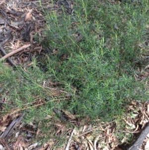 Cassinia quinquefaria at Hughes, ACT - 6 Apr 2020 12:07 PM