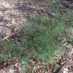 Cassinia quinquefaria at Hughes, ACT - 6 Apr 2020 12:07 PM