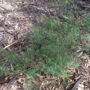 Cassinia quinquefaria at Hughes, ACT - 6 Apr 2020 12:07 PM