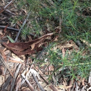 Cassinia quinquefaria at Hughes, ACT - 6 Apr 2020 12:07 PM