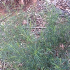 Cassinia quinquefaria at Hughes, ACT - 6 Apr 2020