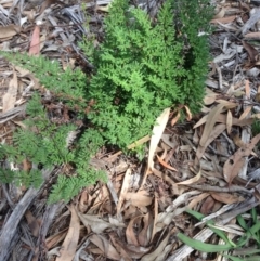 Cheilanthes sieberi (Rock Fern) at Red Hill to Yarralumla Creek - 6 Apr 2020 by jennyt