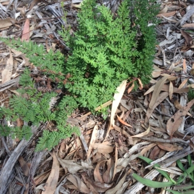 Cheilanthes sieberi (Rock Fern) at Hughes Grassy Woodland - 6 Apr 2020 by jennyt