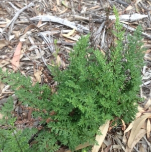 Cheilanthes sieberi at Hughes, ACT - 6 Apr 2020 12:08 PM