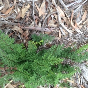 Cheilanthes sieberi at Hughes, ACT - 6 Apr 2020 12:08 PM