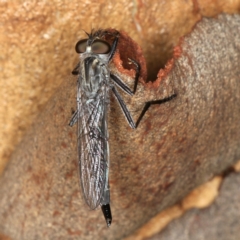 Neocerdistus acutangulatus (A robber fly) at Mount Ainslie - 5 Apr 2020 by jb2602