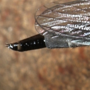 Neocerdistus acutangulatus at Majura, ACT - 5 Apr 2020