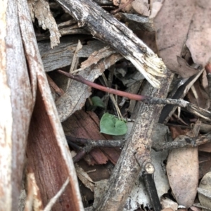 Acianthus collinus at Dunlop, ACT - suppressed