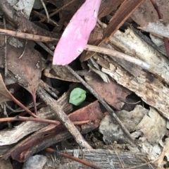 Acianthus collinus at Dunlop, ACT - suppressed