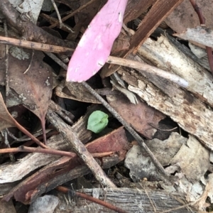 Acianthus collinus at Dunlop, ACT - suppressed