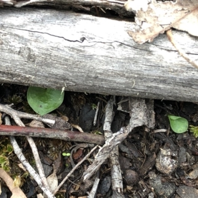 Corysanthes hispida (Bristly Helmet Orchid) at Point 4081 - 5 Apr 2020 by CathB