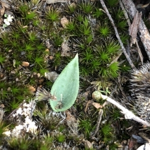 Glossodia major at Aranda, ACT - 5 Apr 2020