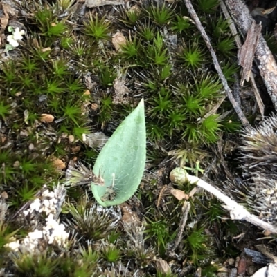 Glossodia major (Wax Lip Orchid) at Aranda Bushland - 5 Apr 2020 by CathB