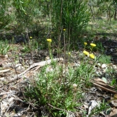 Rutidosis leptorhynchoides (Button Wrinklewort) at Lake Burley Griffin West - 6 Apr 2020 by Ratcliffe