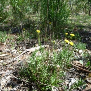 Rutidosis leptorhynchoides at Lake Burley Griffin West - 6 Apr 2020 12:50 PM