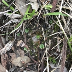 Cyrtostylis reniformis (Common Gnat Orchid) at Aranda Bushland - 5 Apr 2020 by CathB