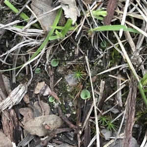 Cyrtostylis reniformis at suppressed - 5 Apr 2020