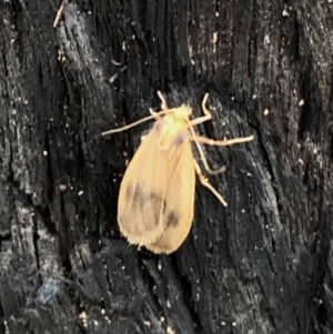 Threnosia heminephes at Dunlop, ACT - 5 Apr 2020