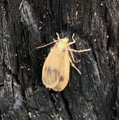 Threnosia heminephes (Halved Footman) at Dunlop, ACT - 5 Apr 2020 by CathB