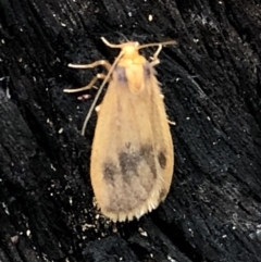 Threnosia heminephes at Dunlop, ACT - 5 Apr 2020