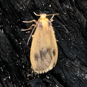 Threnosia heminephes at Dunlop, ACT - 5 Apr 2020