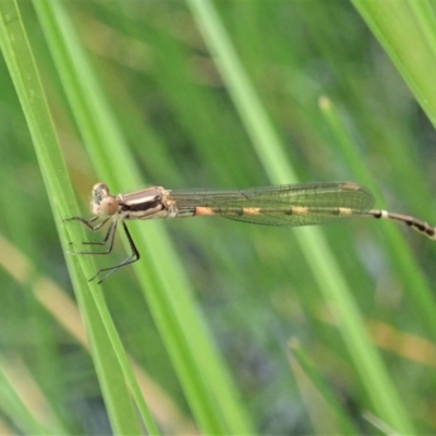 Austrolestes leda (Wandering Ringtail) at Cook, ACT - 3 Apr 2020 by CathB