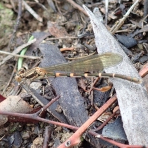 Austrolestes leda at Cook, ACT - 3 Apr 2020