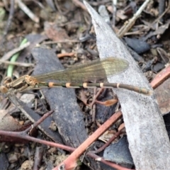 Austrolestes leda at Cook, ACT - 3 Apr 2020