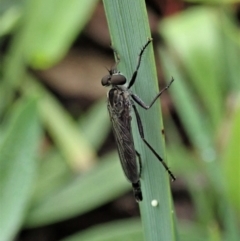 Cerdistus sp. (genus) (Slender Robber Fly) at Cook, ACT - 3 Apr 2020 by CathB