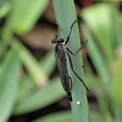 Cerdistus sp. (genus) (Slender Robber Fly) at Cook, ACT - 3 Apr 2020 by CathB