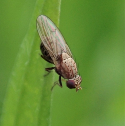 Sapromyza sp. (genus) (A lauxaniid fly) at Mount Painter - 3 Apr 2020 by CathB
