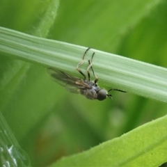 Inopus rubriceps (Sugarcane Soldier Fly) at Mount Painter - 3 Apr 2020 by CathB