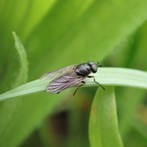 Inopus rubriceps at Dunlop, ACT - 3 Apr 2020 12:50 PM