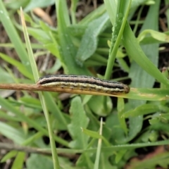 Noctuidae unclassified IMMATURE moth (Immature Noctuidae Moth) at Cook, ACT - 3 Apr 2020 by CathB