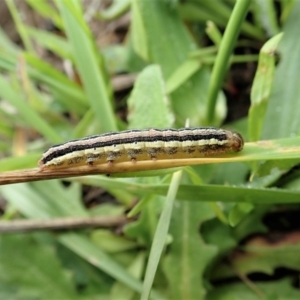 Noctuidae unclassified IMMATURE moth at Cook, ACT - 3 Apr 2020