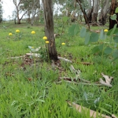 Craspedia variabilis (Common Billy Buttons) at Mount Painter - 3 Apr 2020 by CathB