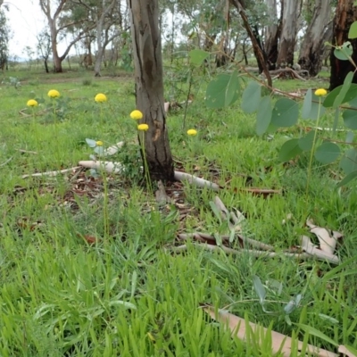 Craspedia variabilis (Common Billy Buttons) at Dunlop, ACT - 3 Apr 2020 by CathB