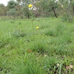 Craspedia variabilis at Dunlop, ACT - 3 Apr 2020