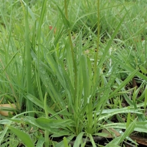 Craspedia variabilis at Dunlop, ACT - 3 Apr 2020