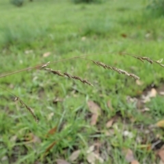 Poa sieberiana at Dunlop, ACT - 3 Apr 2020 12:40 PM