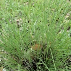 Poa sieberiana at Dunlop, ACT - 3 Apr 2020 12:40 PM